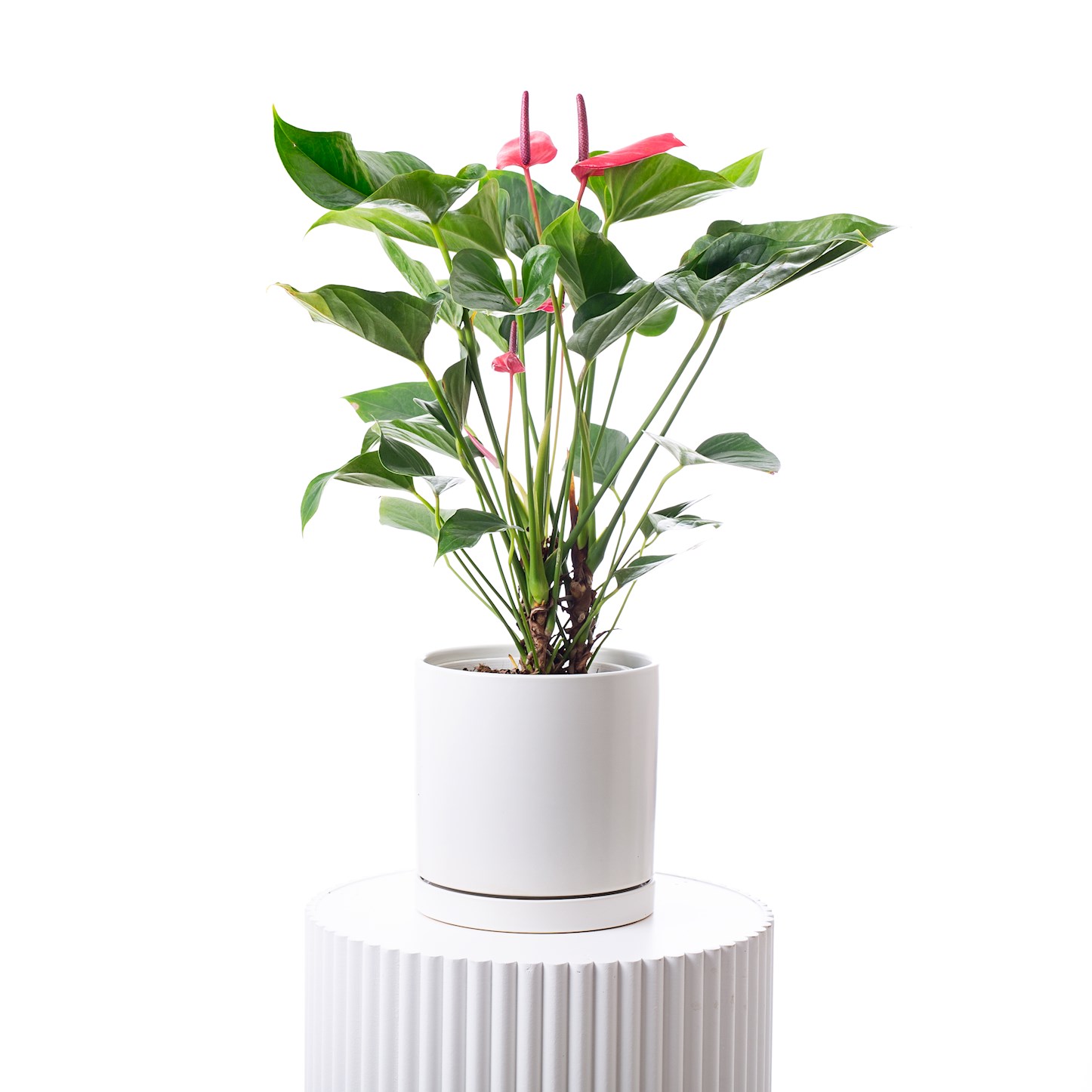 Shop Plants Flora Blume Daw Park Adelaide Flower Delivery Flora Blume